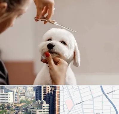 آرایشگاه پت در خیابان بهشتی