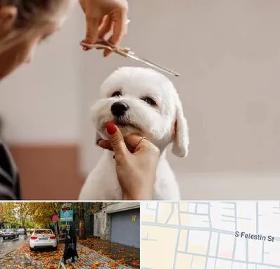 آرایشگاه پت در خیابان فلسطین