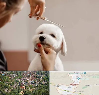 آرایشگاه پت در دماوند