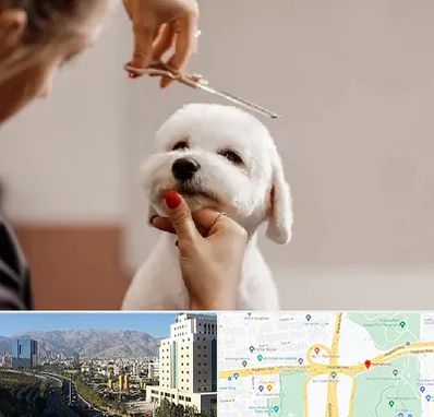 آرایشگاه پت در حقانی 