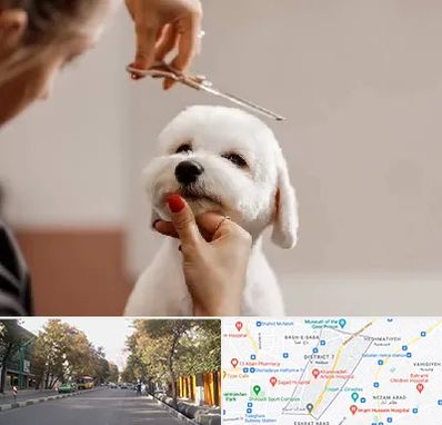 آرایشگاه پت در شریعتی 