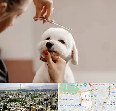 آرایشگاه پت در گیشا 