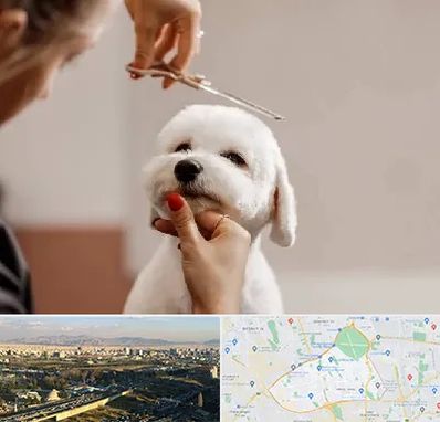 آرایشگاه پت در منطقه 19 تهران 