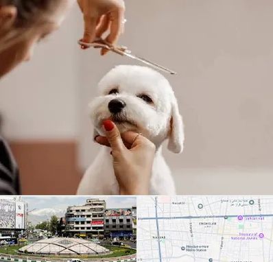 آرایشگاه پت در مرکز تهران