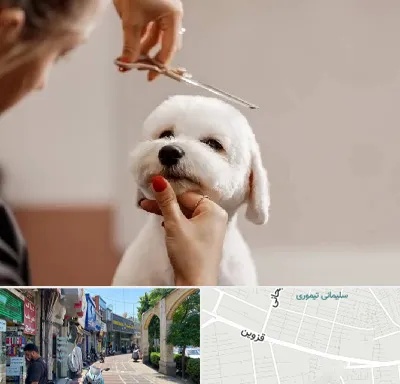 آرایشگاه پت در خیابان قزوین