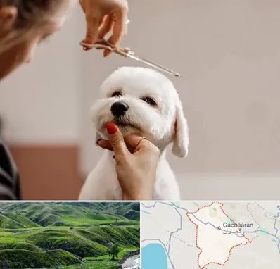آرایشگاه پت در گچساران