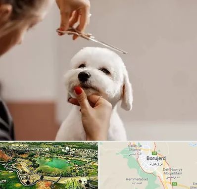 آرایشگاه پت در بروجرد