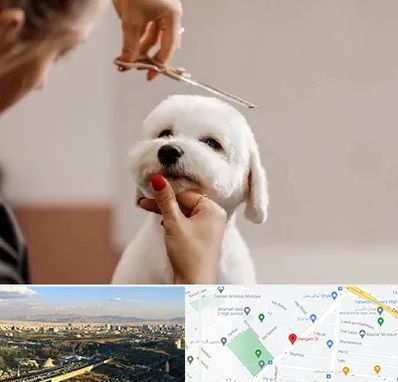 آرایشگاه پت در هنگام 