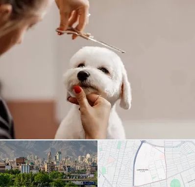 آرایشگاه پت در جمشیدیه