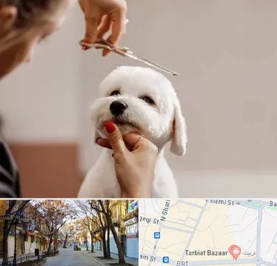 آرایشگاه پت در تربیت تبریز