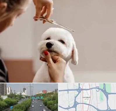 آرایشگاه پت در توانیر