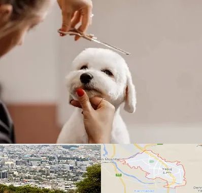 آرایشگاه پت در یاسوج