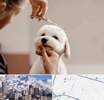 آرایشگاه پت در ازگل