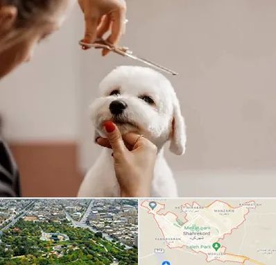 آرایشگاه پت در شهرکرد