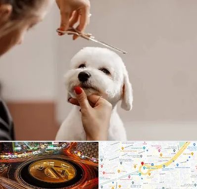 آرایشگاه پت در میدان ولیعصر 