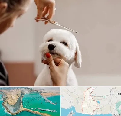 آرایشگاه پت در سیستان و بلوچستان