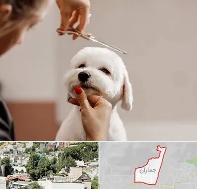 آرایشگاه پت در جماران