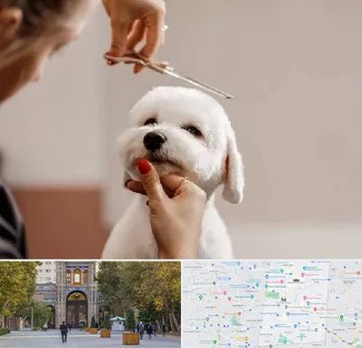 آرایشگاه پت در منطقه 12 تهران 