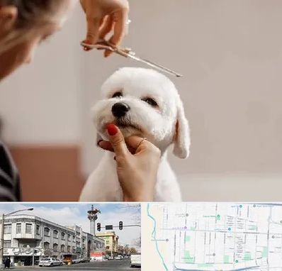 آرایشگاه پت در 17شهریور