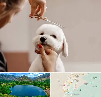 آرایشگاه پت در رودبار