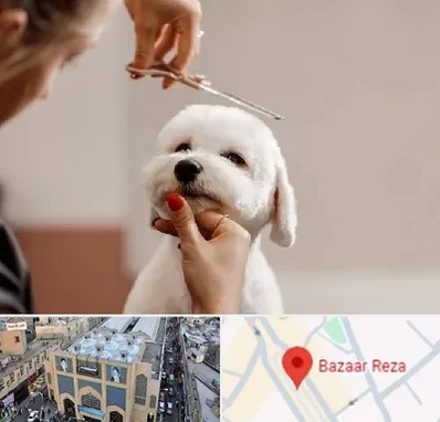 آرایشگاه پت در بازار رضا مشهد