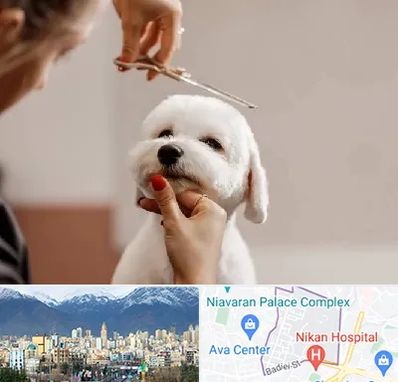 آرایشگاه پت در آجودانیه 