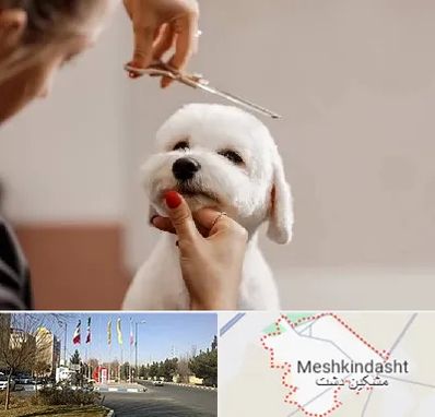 آرایشگاه پت در مشکین دشت