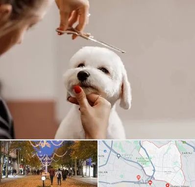 آرایشگاه پت در ولیعصر ارومیه