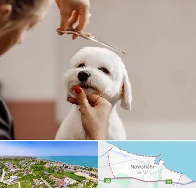 آرایشگاه پت در نوشهر