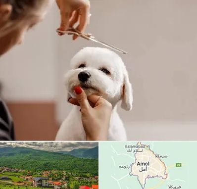 آرایشگاه پت در آمل