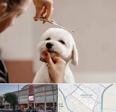 آرایشگاه پت در قائمیه اسلامشهر