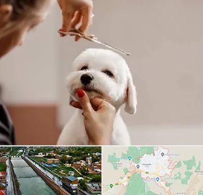 آرایشگاه پت در مراغه