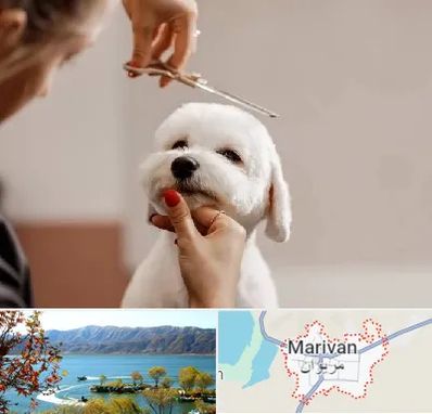 آرایشگاه پت در مریوان