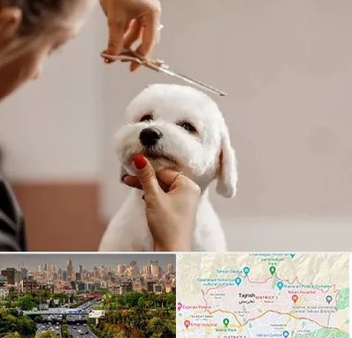 آرایشگاه پت در منطقه 1 تهران 