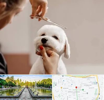 آرایشگاه پت در سرسبز 