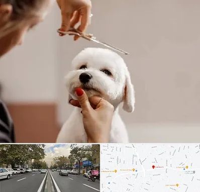 آرایشگاه پت در دولت