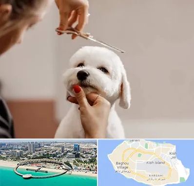 آرایشگاه پت در کیش