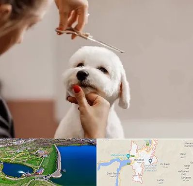 آرایشگاه پت در مهاباد