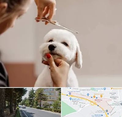 آرایشگاه پت در مهرویلا کرج