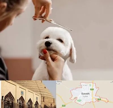 آرایشگاه پت در ساوه