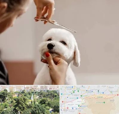 آرایشگاه پت در منطقه 13 تهران 