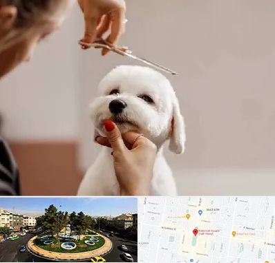 آرایشگاه پت در هفت حوض 