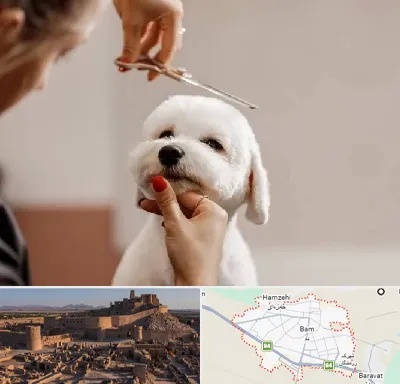 آرایشگاه پت در بم