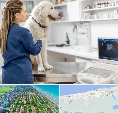 سونوگرافی سگ در فریدونکنار