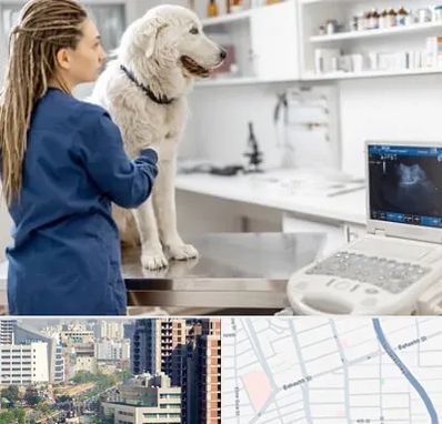 سونوگرافی سگ در خیابان بهشتی