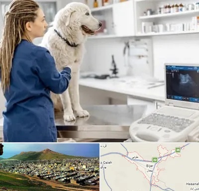 سونوگرافی سگ در بیجار