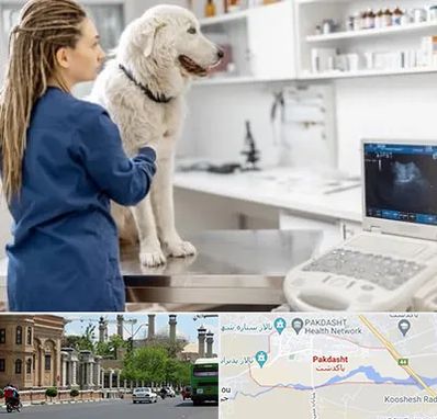 سونوگرافی سگ در پاکدشت