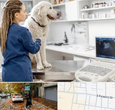 سونوگرافی سگ در خیابان فلسطین