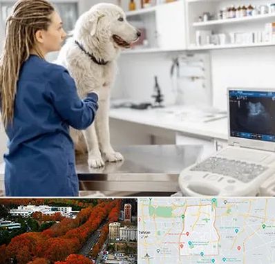 سونوگرافی سگ در منطقه 6 تهران 