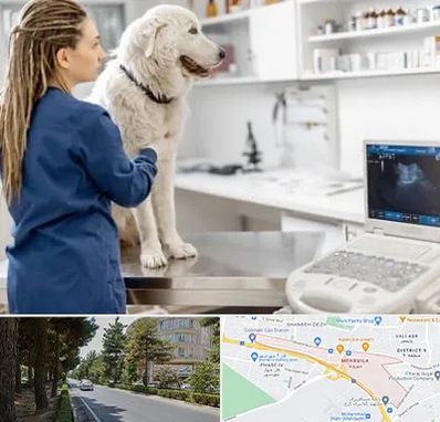 سونوگرافی سگ در مهرویلا کرج